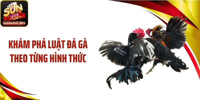 Khám phá luật đá gà theo từng hình thức