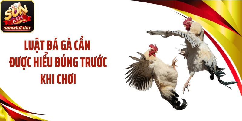 Luật đá gà cần được hiểu đúng trước khi chơi